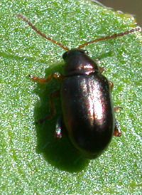 Apple Flea Beetle